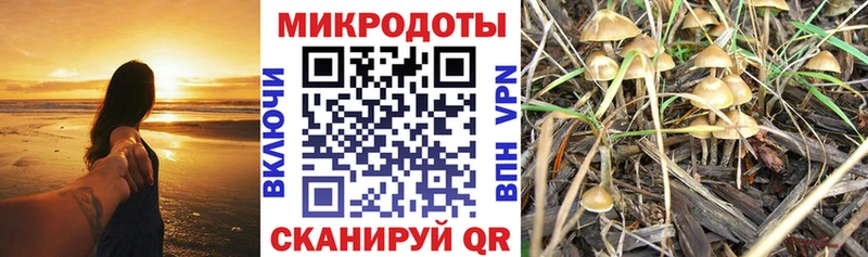 купить  сайты  Тында  Псилоцибиновые грибы Cubensis 